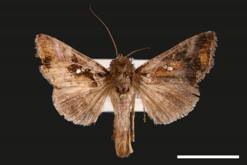 Chrysodeixis minutus[00028332]