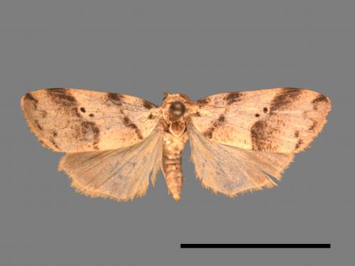 Eugoa bipunctata[雙點良苔蛾][00032381]