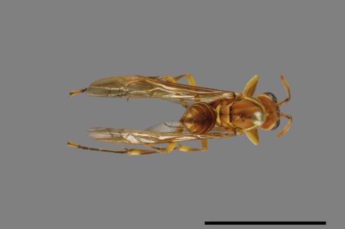 Parapolybia varia[變側異腹胡蜂][00078818]