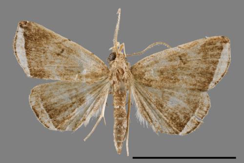 Zanclognatha heleusalis[00011648]