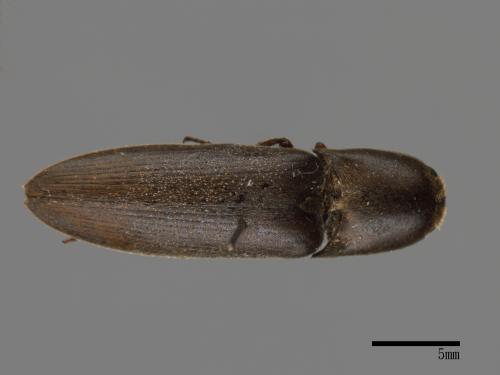 <已分類>Family：Elateridae[叩頭蟲科][00083852]