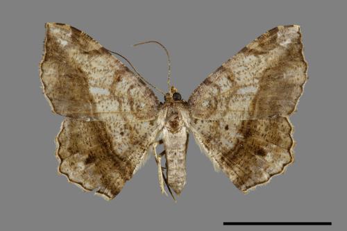 Chiasmia intermediaria[四黑斑尾尺蛾][00071587]