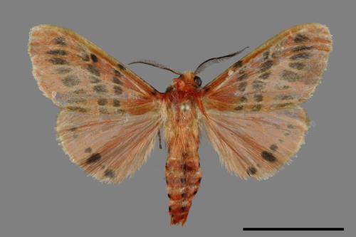 Lemyra alikangensis[三斑澄燈蛾][00092540]