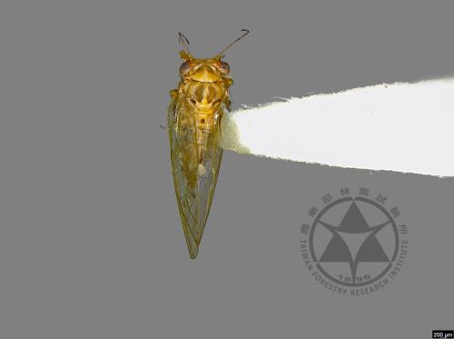 <已分類>Family：Psyllidae[木蝨科][00076270]