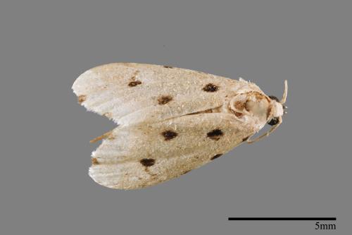 Metaemene atrigutta maculata[麗夜蛾][00009148]