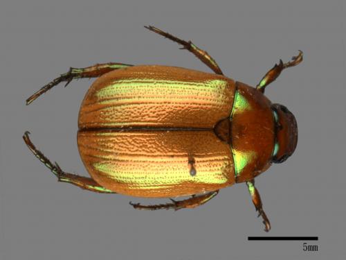 Mimela testaceoviridis[黃艷金龜][00081360]