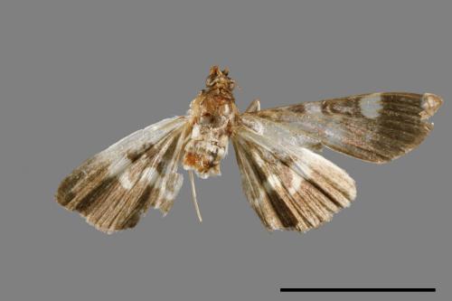 <已分類>Genus：Pleuroptya[00066797]