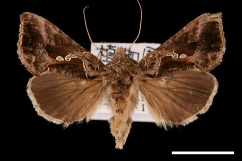 Ctenoplusia agnata[00003655]