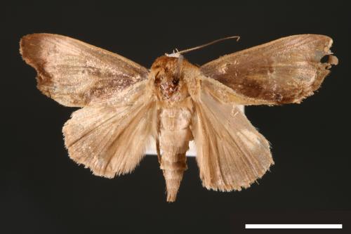Westermannia elliptica[00004374]