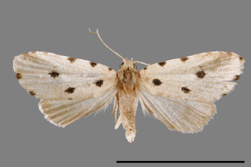Metaemene atrigutta maculata[麗夜蛾][00009044]