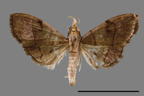 <已分類>Family：Crambidae[草螟科][00052640]