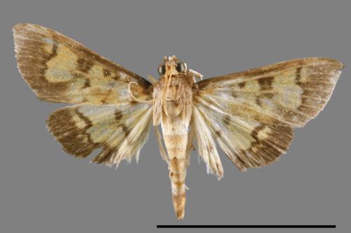 <已分類>Family：Crambidae[草螟科][00065418]