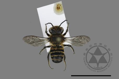 <已分類>Genus：Megachile[切葉蜂屬][00197349]