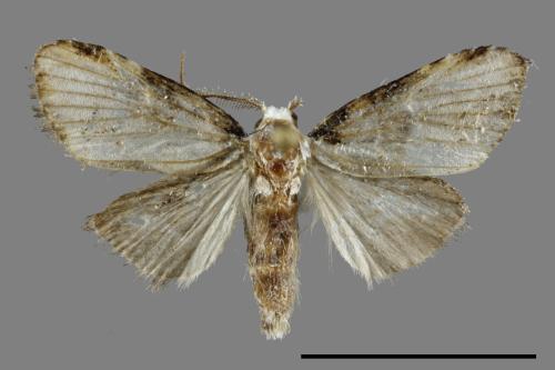 <已分類>Family：Noctuidae[夜蛾科][00092164]