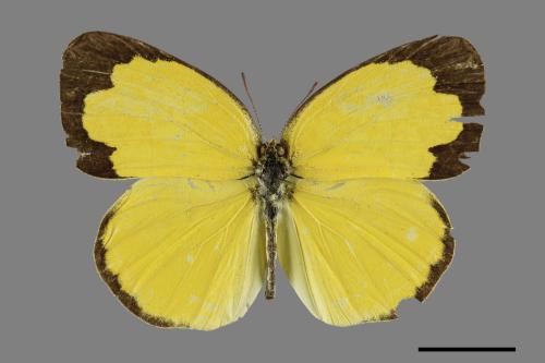 Eurema hecabe hobsoni[荷氏黃蝶][00102268]