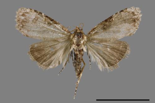 <已分類>Family：Noctuidae[夜蛾科][00008882]