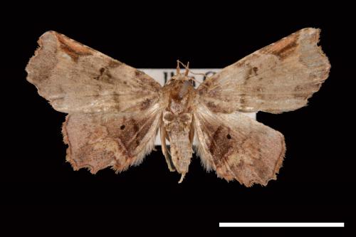 Ectogoniella pangraptalis[00007702]