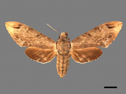 Psilogramma increta[霜降天蛾][00017625]