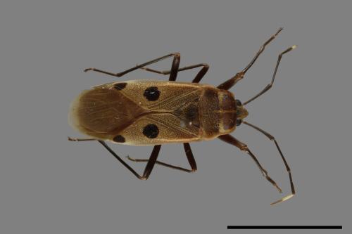 Physopelta quadriguttata[00040261]