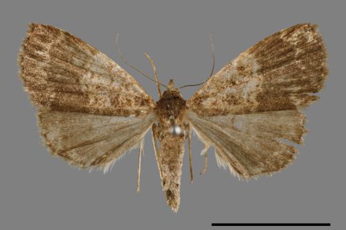 <已分類>Family：Noctuidae[夜蛾科][00010813]