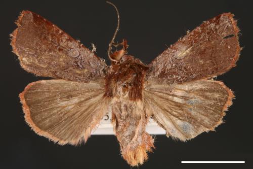 Diarsia subtincta[灰褐歹夜蛾][00000780]