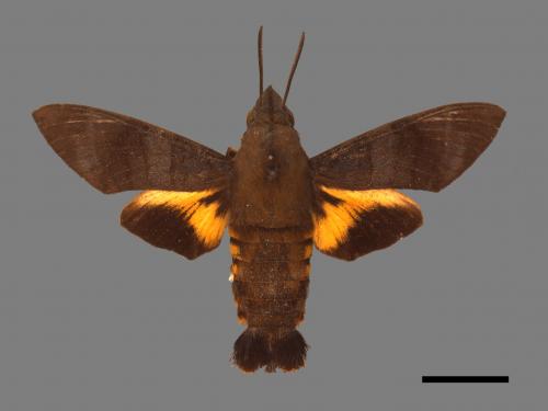 Macroglossum corythus luteata[黃紋長喙天蛾][00016499]