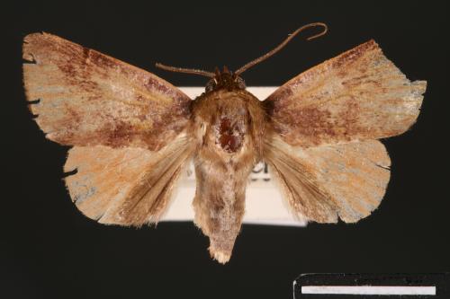 Carea internifusca[間赭瘤蛾][00004600]