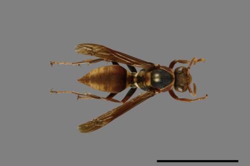 Polistes takasagonus[雙斑長腳蜂][00100184]