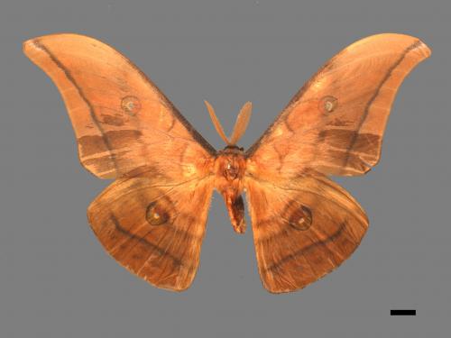 Antheraea yamamai superba[大透目天蠶蛾][00016152]