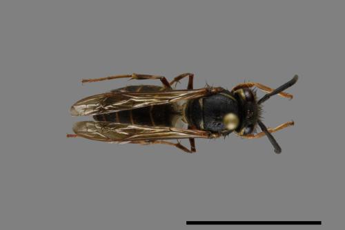 Vespula flaviceps[細黃胡蜂][00073101]