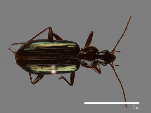 <已分類>Family：Carabidae[步行蟲科][00041119]