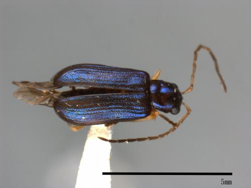 <已分類>Family：Chrysomelidae[金花蟲科][00084040]