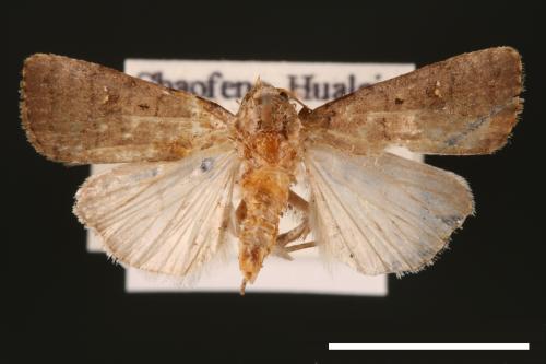 Athetis cognata[00003226]