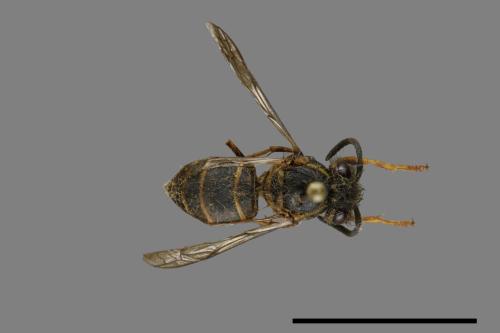 Vespula flaviceps[細黃胡蜂][00073238]