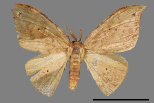 Strepsigonia diluta takamukui[枯葉紋鉤蛾][00045879]