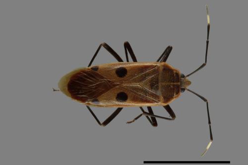 Physopelta quadriguttata[00040951]