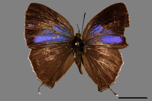 Chrysozephyrus mushaellus[霧社綠小灰蝶][00013793]