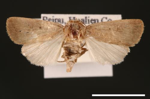 Athetis placida[00003268]