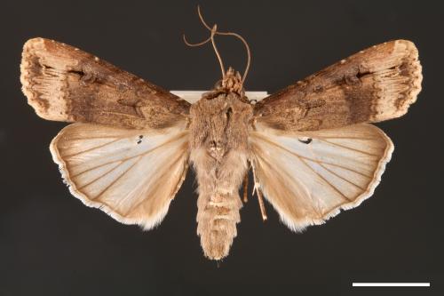 Agrotis ipsilon[小地老虎][00000682]