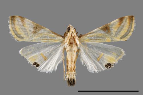 Talanga sexpunctalis[00064299]