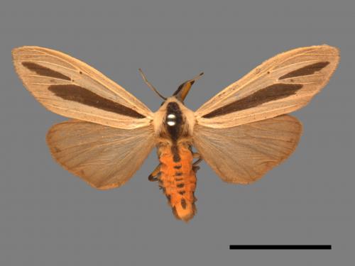 Creatonotos gangis[黑條灰燈蛾][00018786]