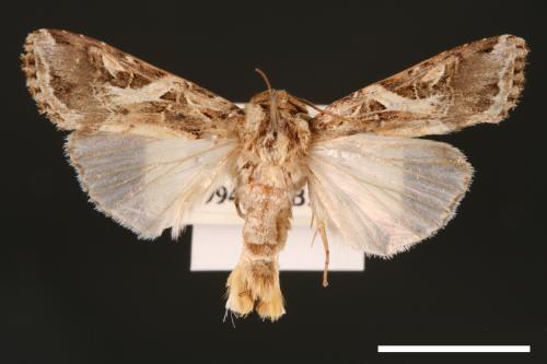 Spodoptera litura[斜紋夜蛾][00002809]