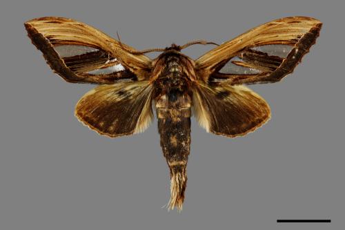 Tarsolepis taiwana[臺灣銀斑舟蛾][00091286]