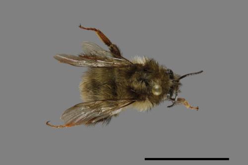 Bombus sonani[楚南熊蜂][00074701]