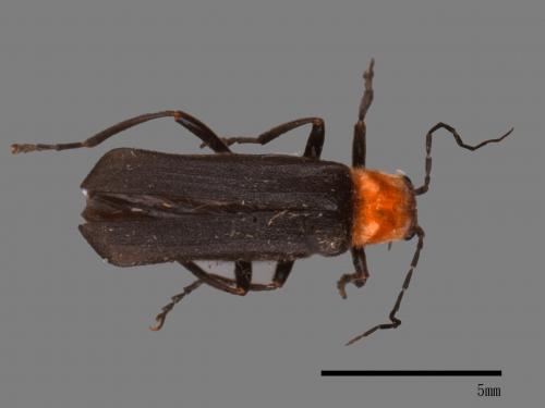 <已分類>Family：Cantharidae[菊虎科][00046572]