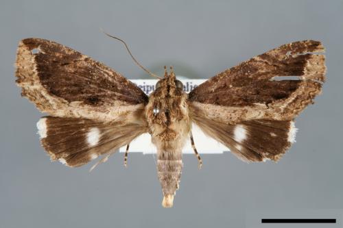 Ercheia cyllaria[00006087]
