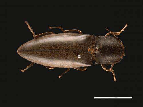 Agrypnus politus[大黑叩頭蟲][00026223]