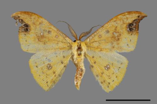 Tridrepana unispina[白點黃鉤蛾][00091734]