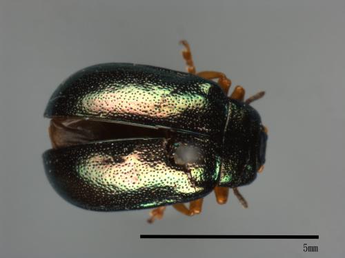 <已分類>Family：Chrysomelidae[金花蟲科][00081214]