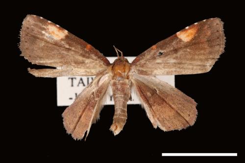 Pangrapta costinotata[00007852]